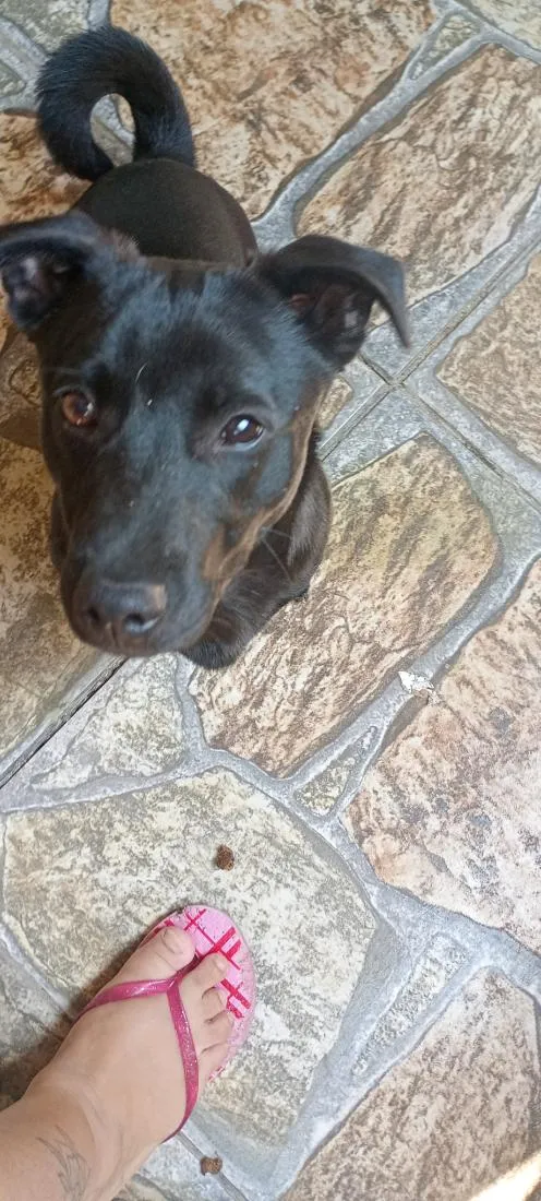 Cachorro raça SRD-ViraLata idade 1 ano nome cebola e maxixe 