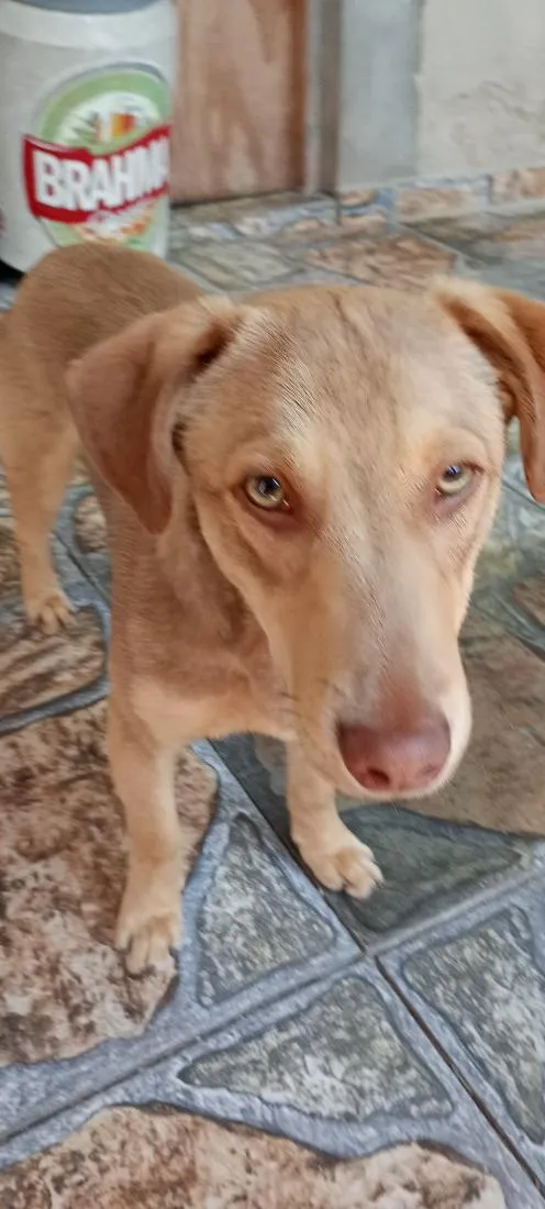 Cachorro raça SRD-ViraLata idade 1 ano nome cebola e maxixe 