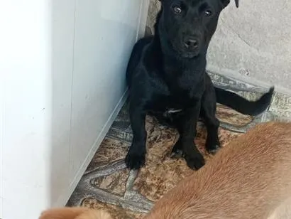 Cachorro raça SRD-ViraLata idade 1 ano nome cebola e maxixe 