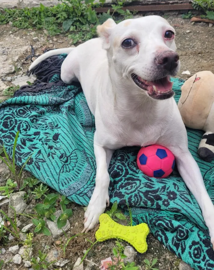 Cachorro raça SRD-ViraLata idade 1 ano nome clara