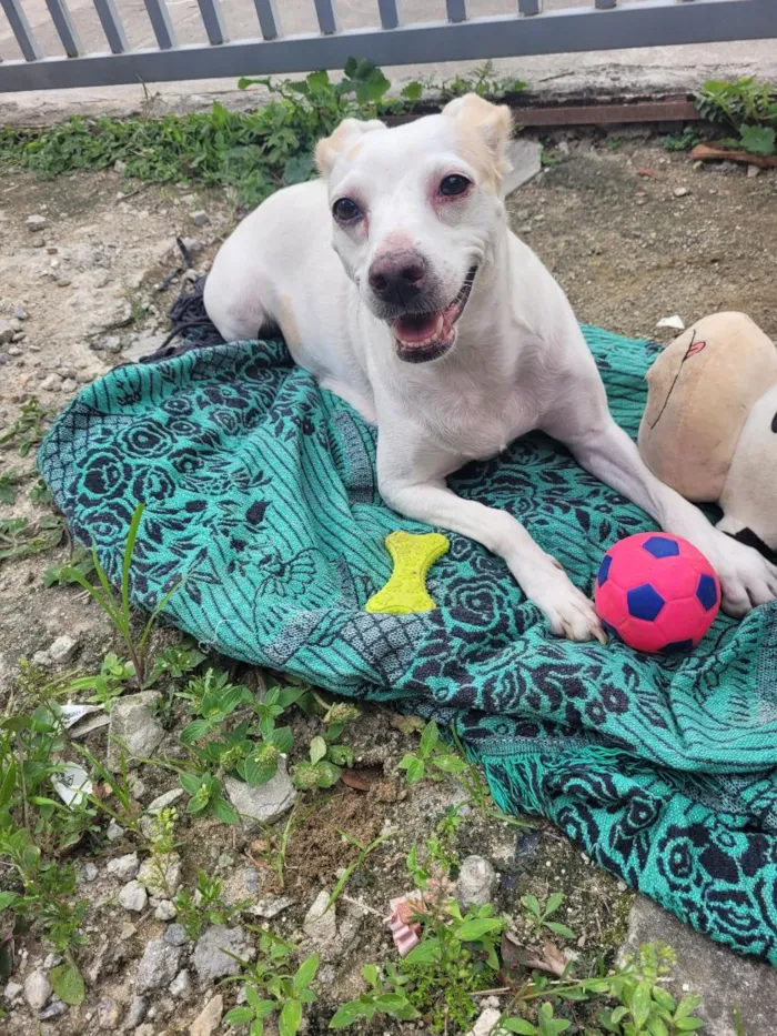 Cachorro raça SRD-ViraLata idade 1 ano nome clara