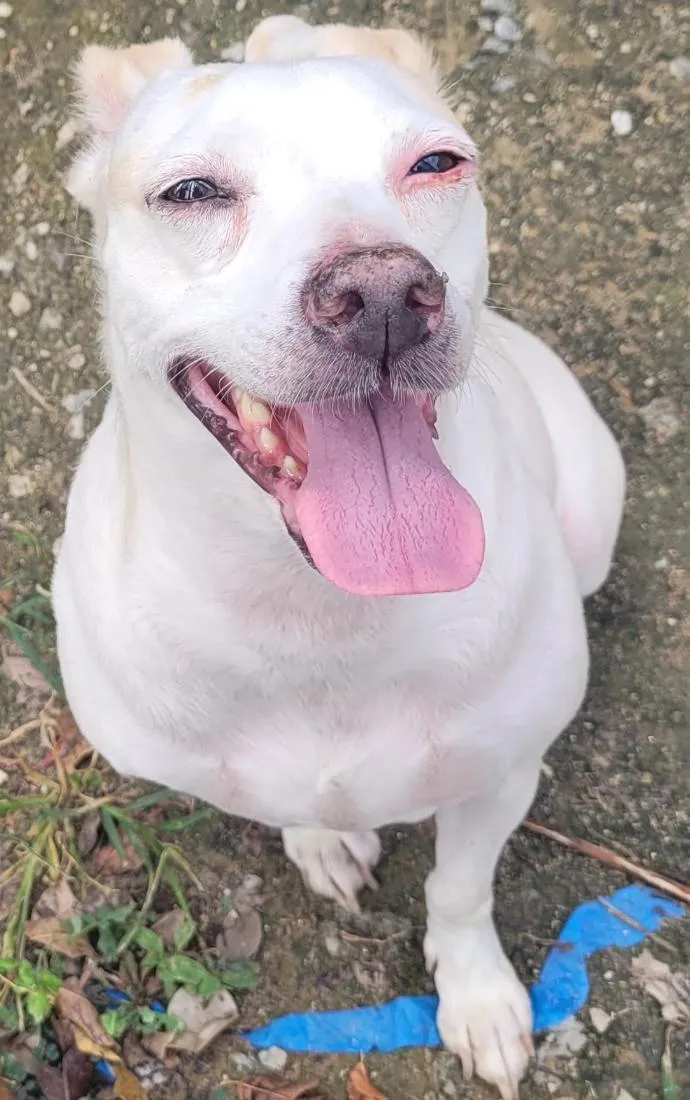 Cachorro raça SRD-ViraLata idade 1 ano nome clara