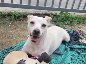 Cachorro raça SRD-ViraLata idade 1 ano nome clara