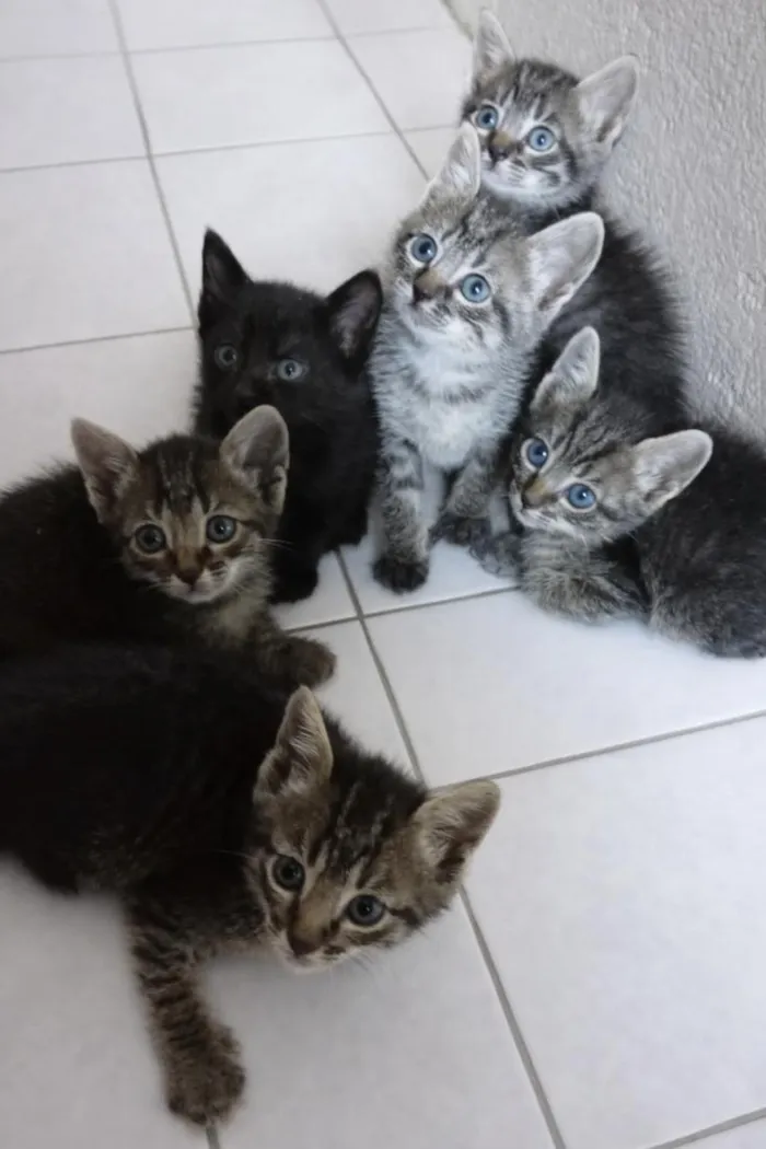 Gato raça SRD-ViraLata idade 2 a 6 meses nome gatinho 