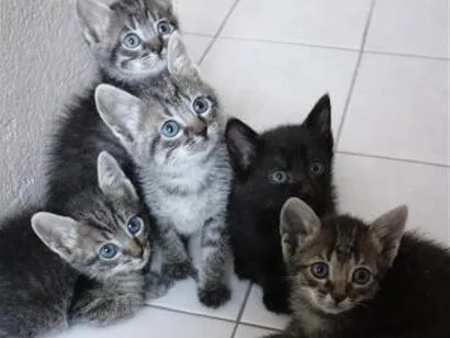 Gato raça SRD-ViraLata idade 2 a 6 meses nome gatinho 