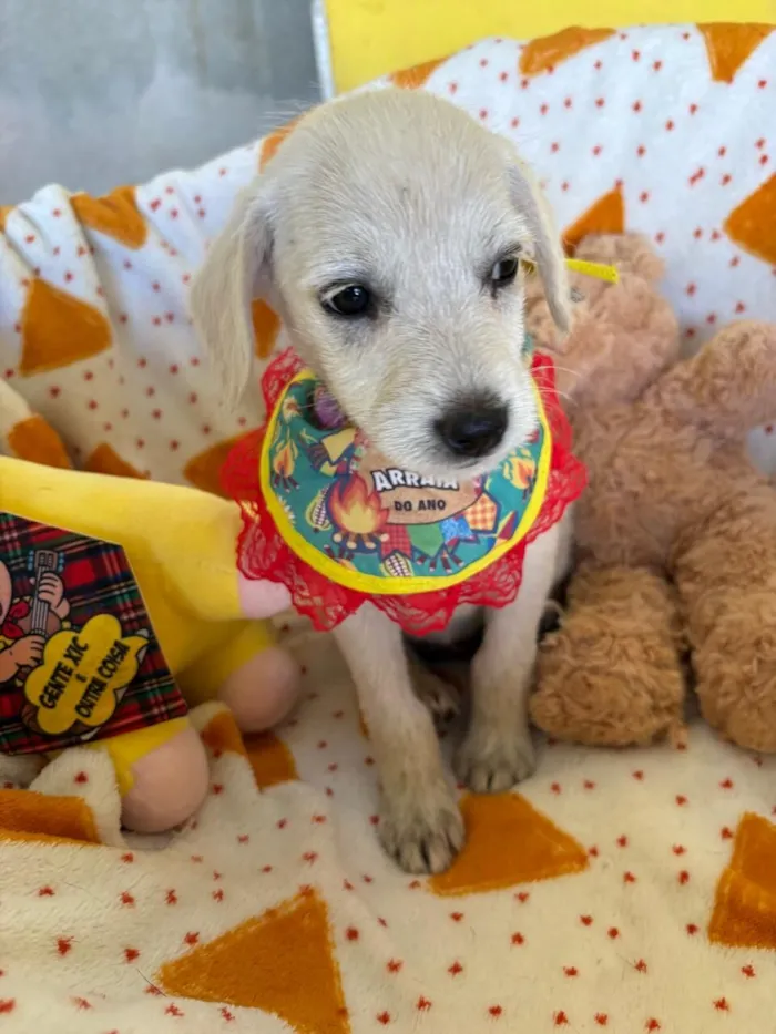 Cachorro raça SRD-ViraLata idade 2 a 6 meses nome Pipoca