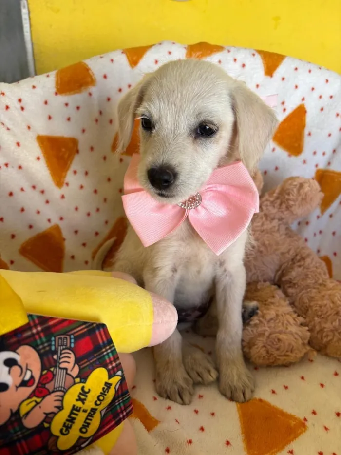 Cachorro raça SRD-ViraLata idade 2 a 6 meses nome Pipoca