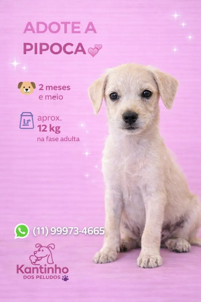 Cachorro raça SRD-ViraLata idade 2 a 6 meses nome Pipoca