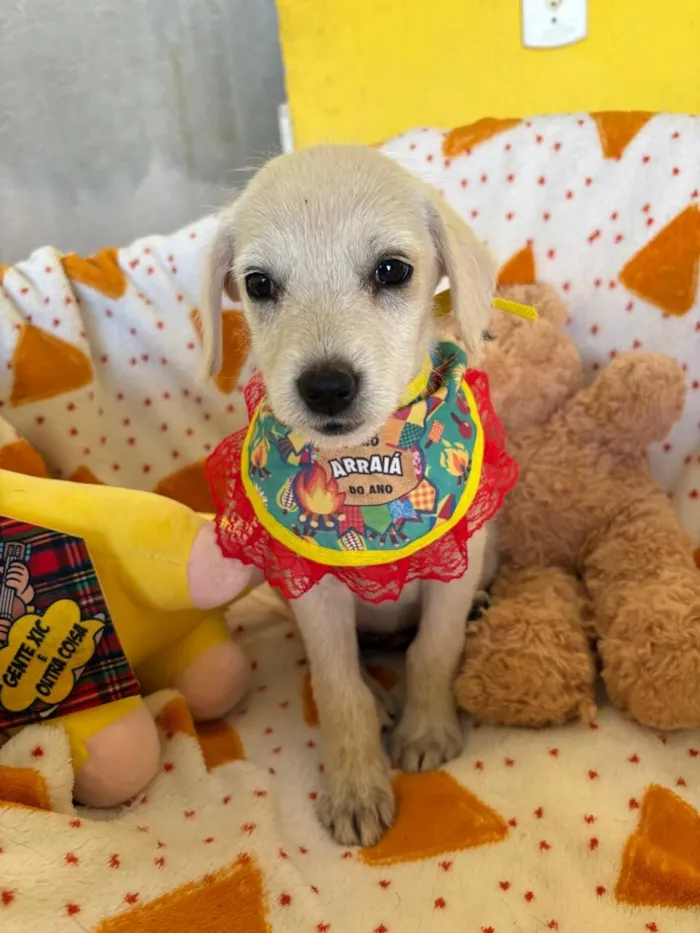 Cachorro raça SRD-ViraLata idade 2 a 6 meses nome Pipoca