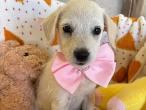 Cachorro raça SRD-ViraLata idade 2 a 6 meses nome Pipoca