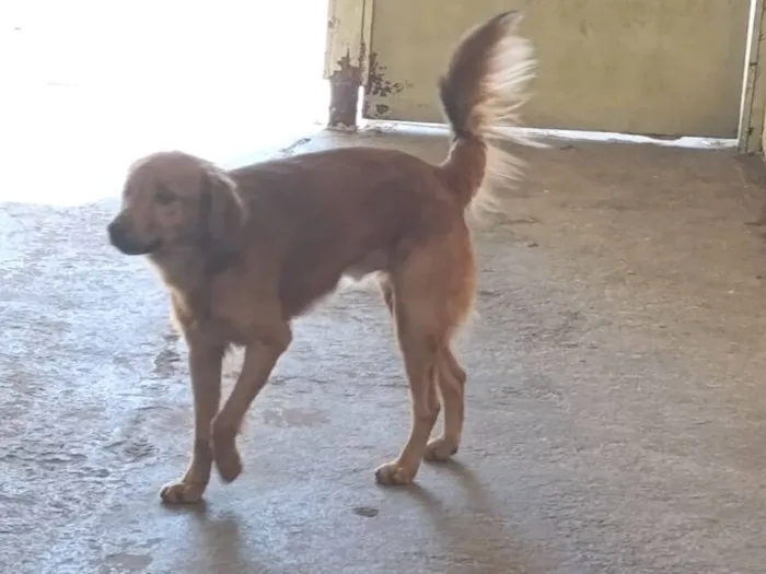 Cachorro raça Labrador idade 5 anos nome cachorro golden retriever caramelo 
