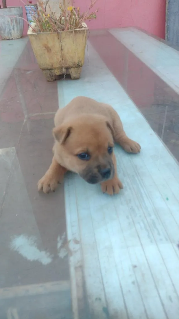 Cachorro raça SRD-ViraLata idade Abaixo de 2 meses nome doação filhotes 