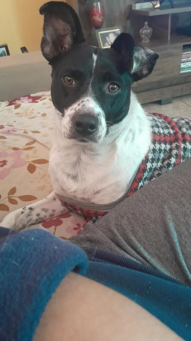 Cachorro raça SRD-ViraLata idade 4 anos nome Akira