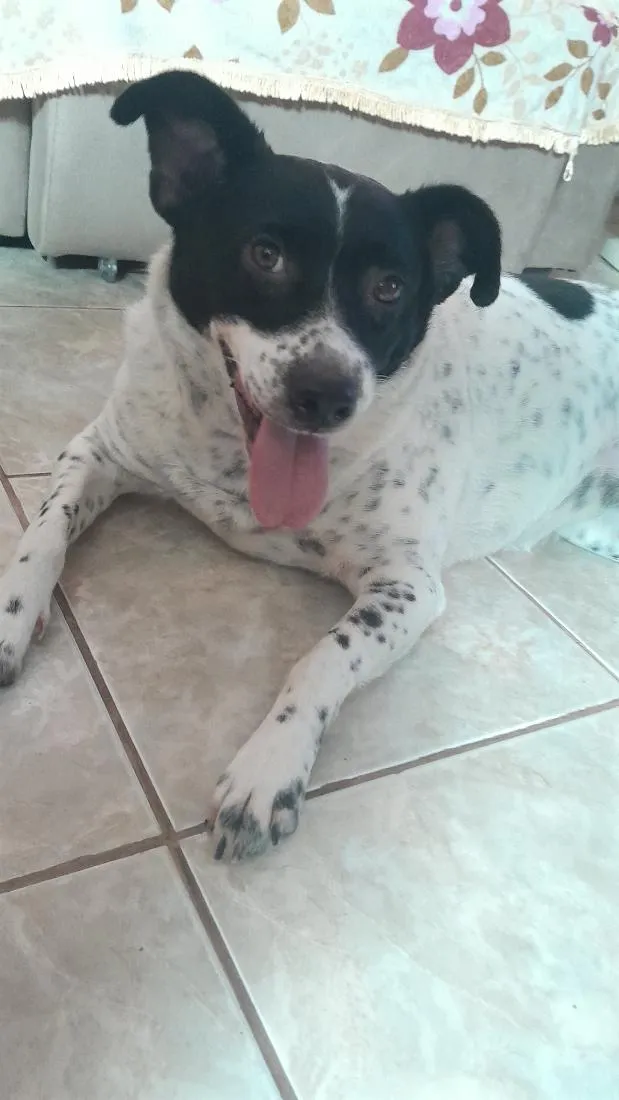 Cachorro raça SRD-ViraLata idade 4 anos nome Akira