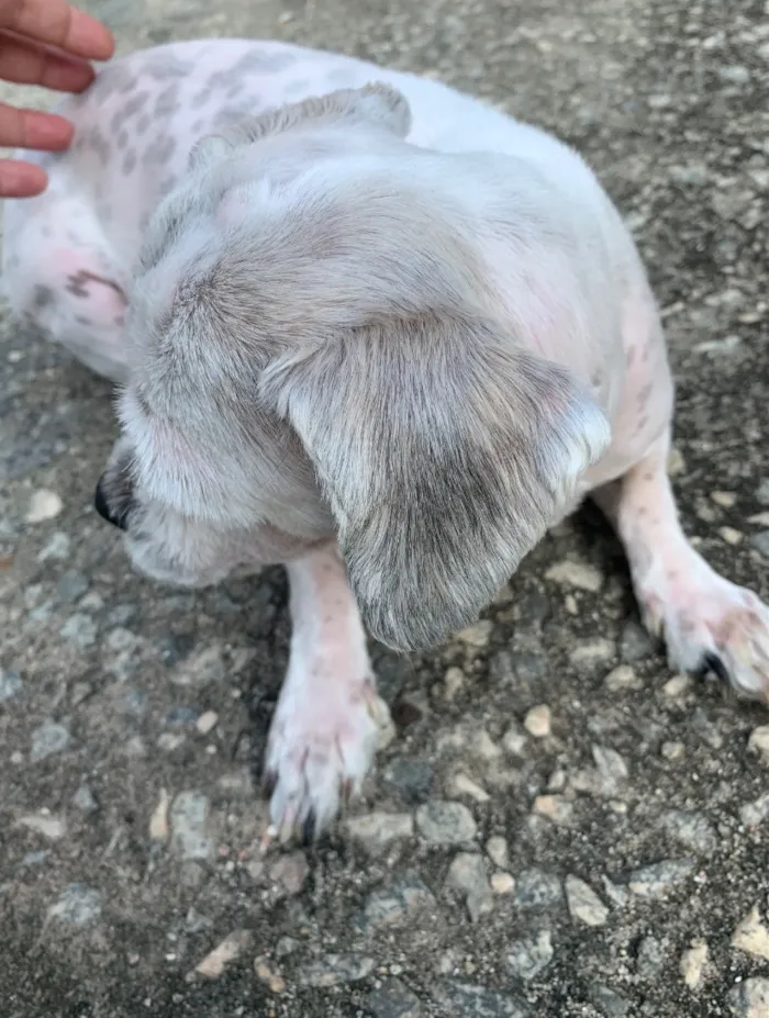 Cachorro raça Lhasa Apso idade 5 anos nome Tequila