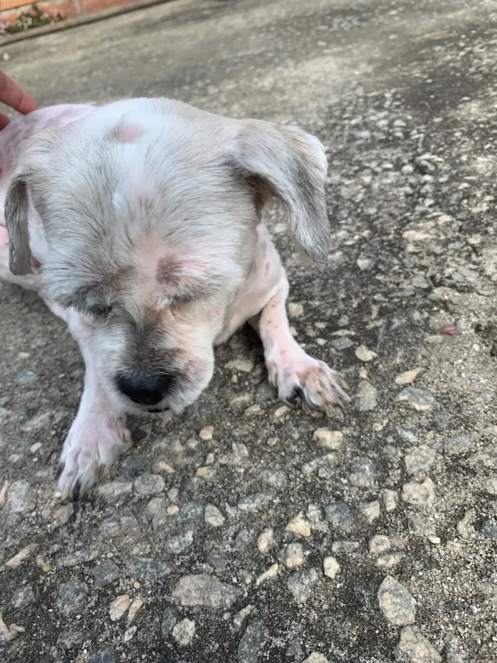 Cachorro raça Lhasa Apso idade 5 anos nome Tequila