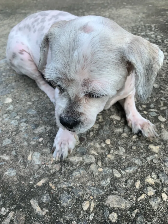 Cachorro raça Lhasa Apso idade 5 anos nome Tequila