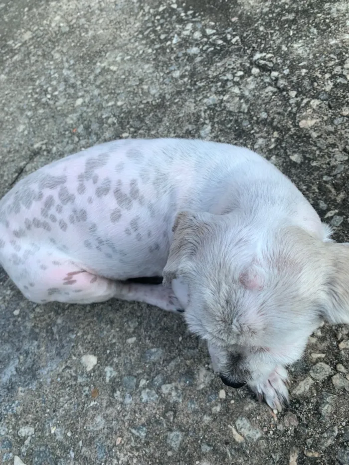 Cachorro raça Lhasa Apso idade 5 anos nome Tequila