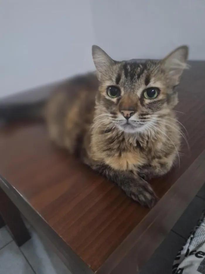 Gato raça SRD-ViraLata idade 6 ou mais anos nome Tigresa