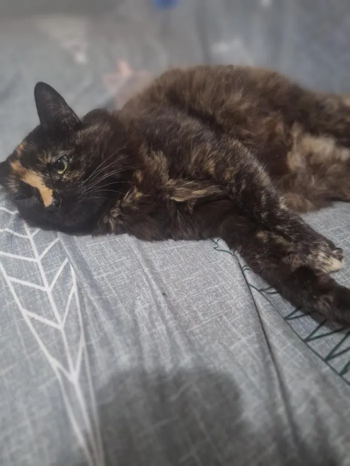 Gato raça SRD-ViraLata idade 6 ou mais anos nome Mel