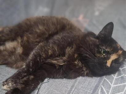 Mel - Rio de Janeiro