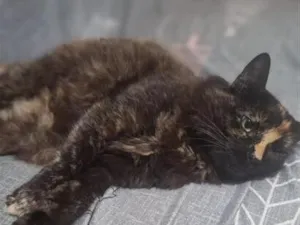 Gato raça SRD-ViraLata idade 6 ou mais anos nome Mel