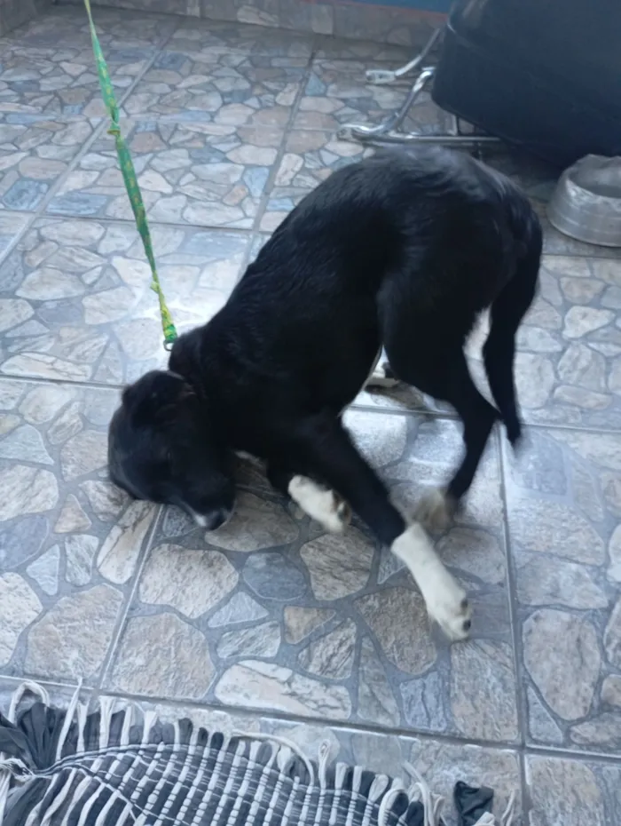 Cachorro raça SRD-ViraLata idade 7 a 11 meses nome Pandora 