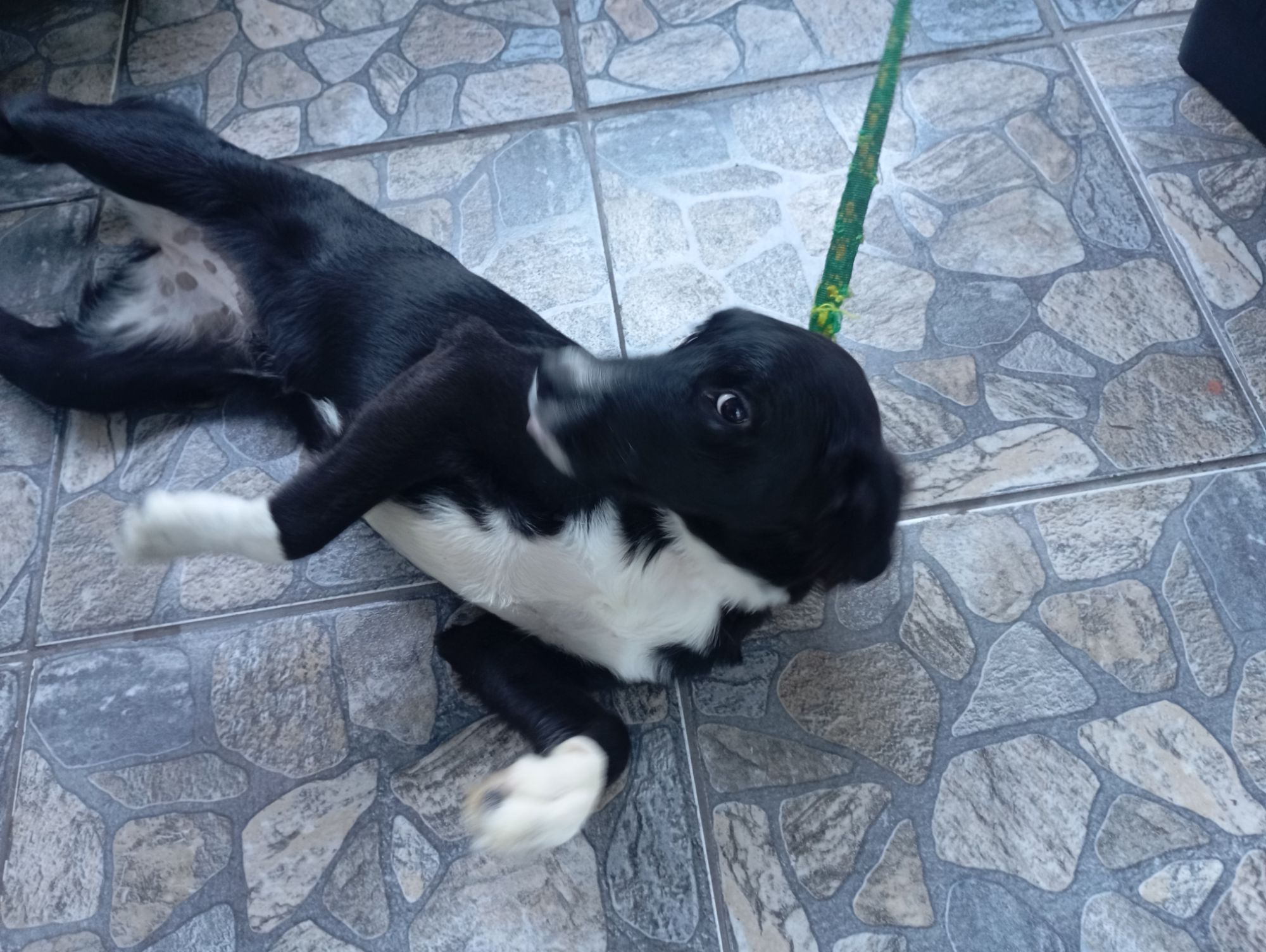 Pandora  - Carapicuíba