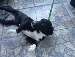 Cachorro raça SRD-ViraLata idade 7 a 11 meses nome Pandora 