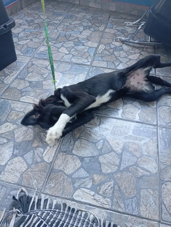 Cachorro raça SRD-ViraLata idade 7 a 11 meses nome Pandora 