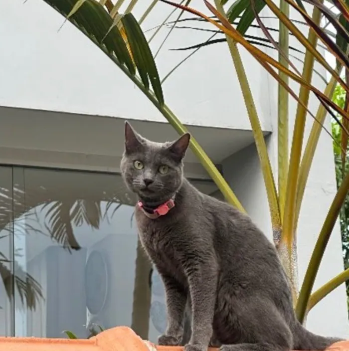 Gato raça SRD-ViraLata idade 1 ano nome Malenia