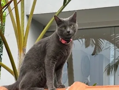 Gato raça SRD-ViraLata idade 1 ano nome Malenia