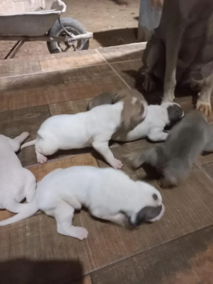 Cachorro raça SRD-ViraLata idade 2 a 6 meses nome Não tem.