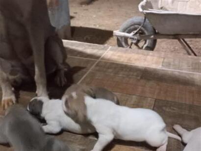 Não tem. - Luziânia