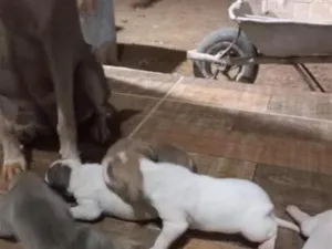 Cachorro raça SRD-ViraLata idade 2 a 6 meses nome Não tem.