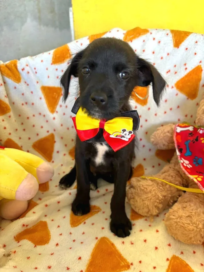 Cachorro raça SRD-ViraLata idade 2 a 6 meses nome Paulinho