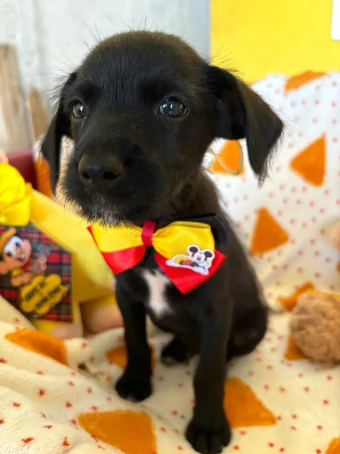 Cachorro raça SRD-ViraLata idade 2 a 6 meses nome Paulinho