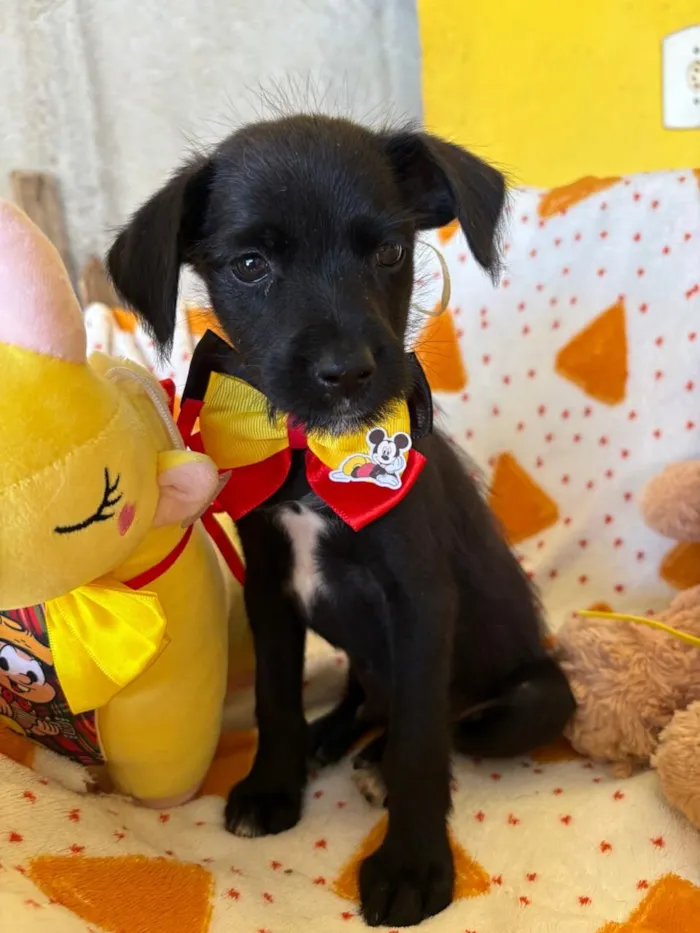 Cachorro raça SRD-ViraLata idade 2 a 6 meses nome Paulinho