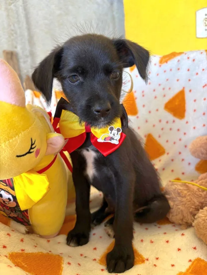 Cachorro raça SRD-ViraLata idade 2 a 6 meses nome Paulinho