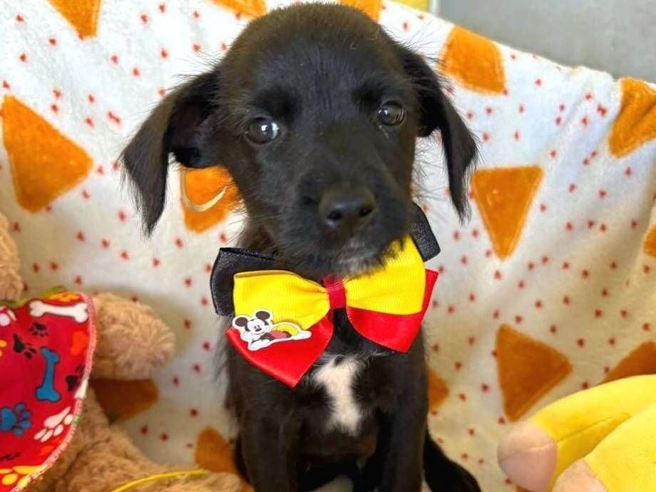 Paulinho - São Paulo