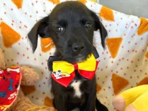 Cachorro raça SRD-ViraLata idade 2 a 6 meses nome Paulinho