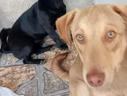 Cachorro raça SRD-ViraLata idade 1 ano nome cebola e maxixe 