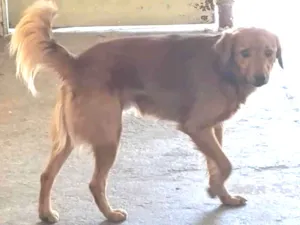 Cachorro raça Labrador idade 5 anos nome cachorro golden retriever caramelo 