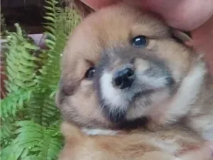 Cachorro raça SRD-ViraLata idade Abaixo de 2 meses nome doação filhotes 