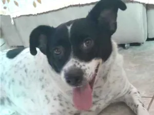 Cachorro raça SRD-ViraLata idade 4 anos nome Akira