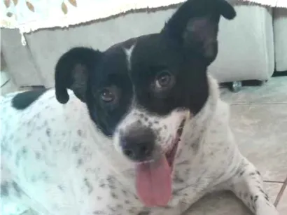 Cachorro raça SRD-ViraLata idade 4 anos nome Akira