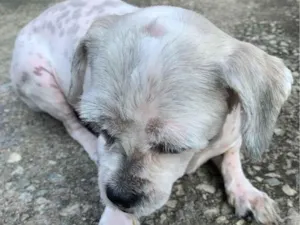 Cachorro raça Lhasa Apso idade 5 anos nome Tequila