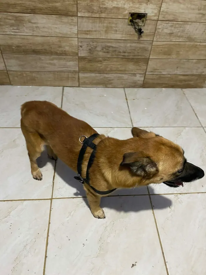 Cachorro raça SRD-ViraLata idade 4 anos nome Jack
