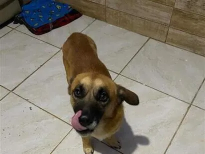 Cachorro raça SRD-ViraLata idade 4 anos nome Jack