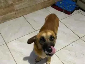 Cachorro raça SRD-ViraLata idade 4 anos nome Jack